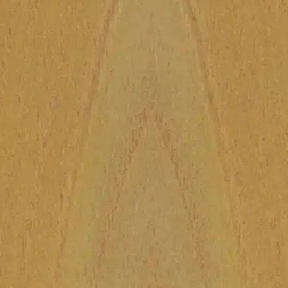 acacia