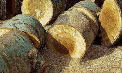 Tronchi tagliati appoggiati a terra fra la segatura